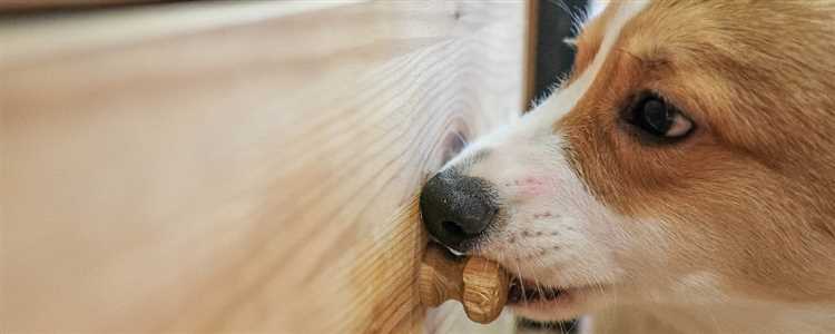 Effective Methods to Prevent Puppies from Chewing Woodwork