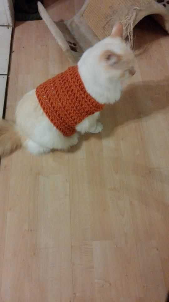 Learn how to knit a cat sweater