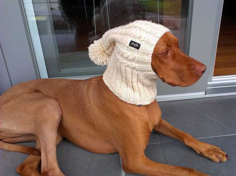 Knitting a Dog Hat for Beginners: Step-by-Step Guide and Tips