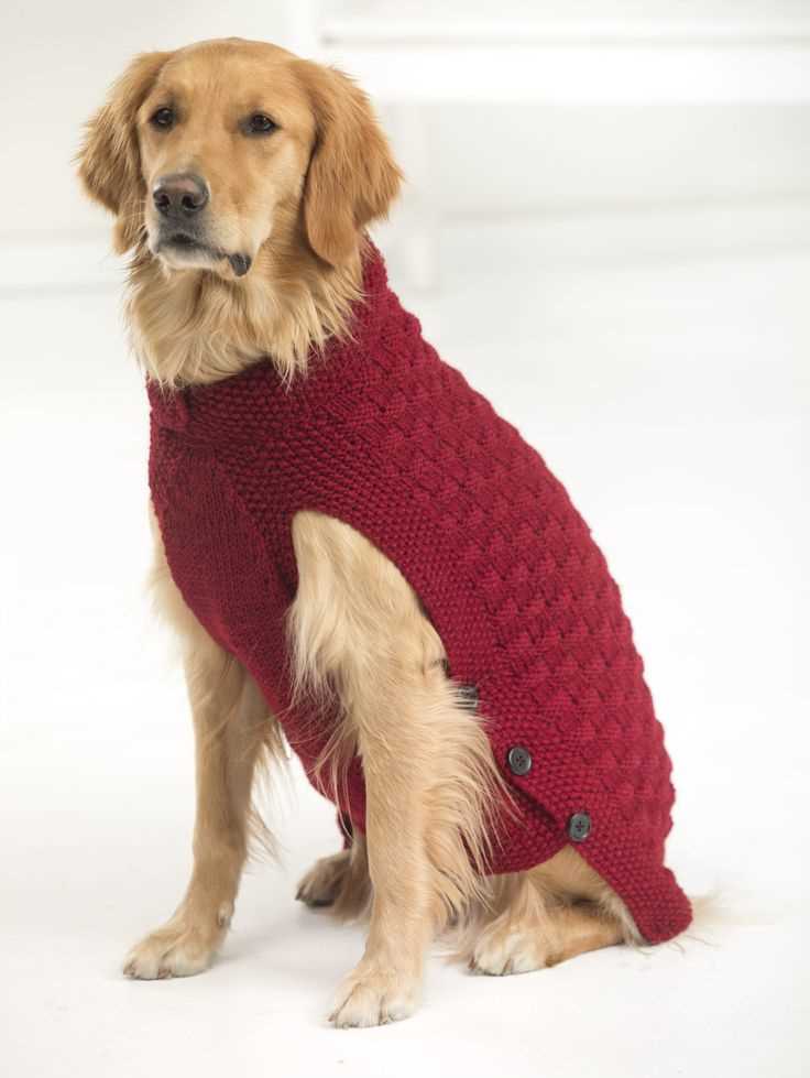 Step-by-Step Guide on Knitting a Sweater for Dogs